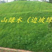青山绿水边坡绿化ZKP-80170客土喷播机 青山绿水 高次团粒喷播机 130KW 喷播施工 矿山植被恢复