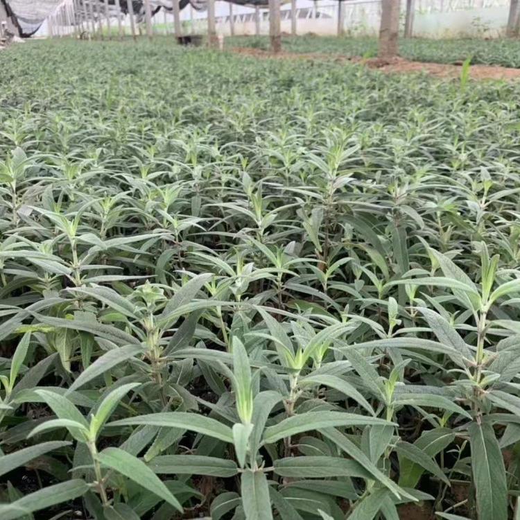 墨西哥鼠尾草基地_批发价格 久顺花卉大量供应