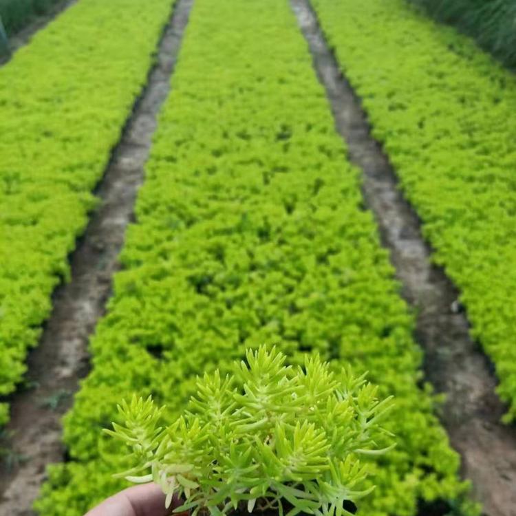 金叶佛甲草 青叶佛甲草 黄金条批发价格大量供应销售