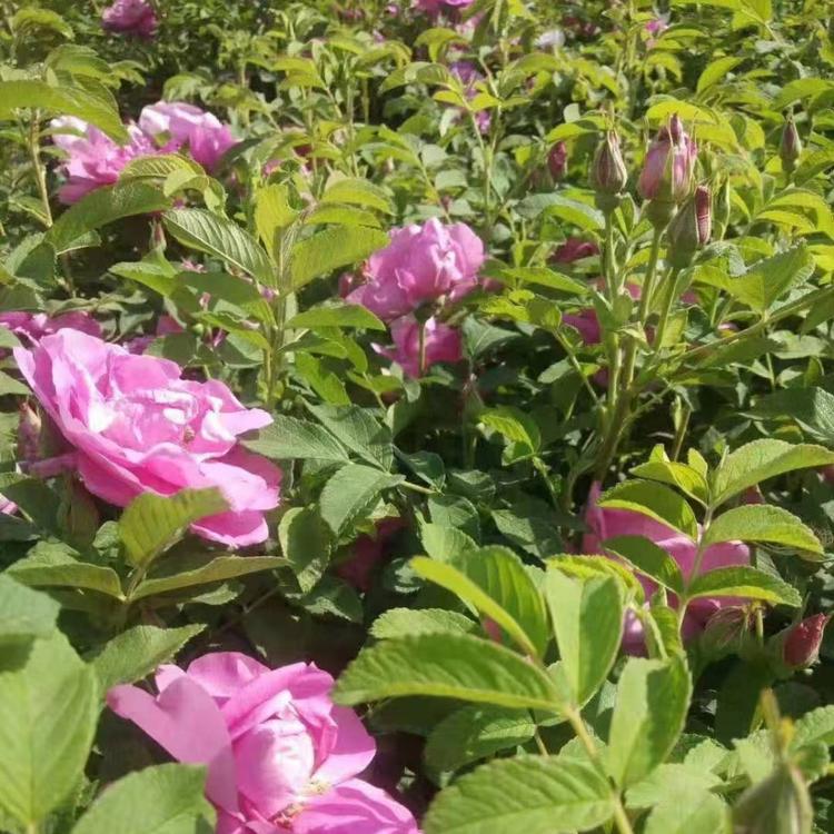 基地直销四季玫瑰批发价 大量供应中