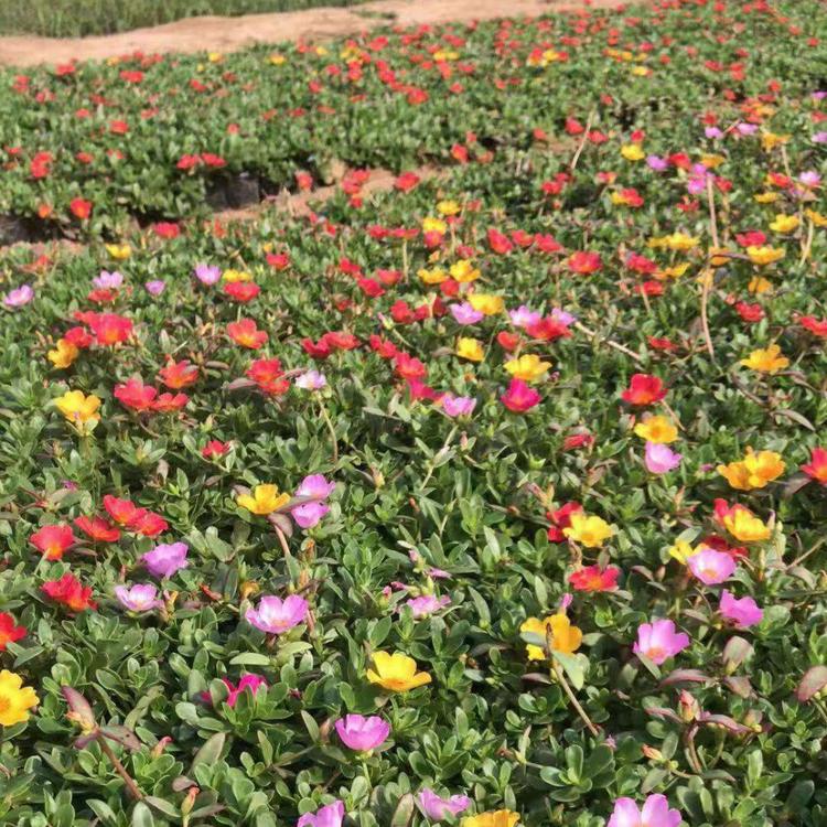 半枝莲_太阳花批发价格 久顺花卉大量供应——种植基地