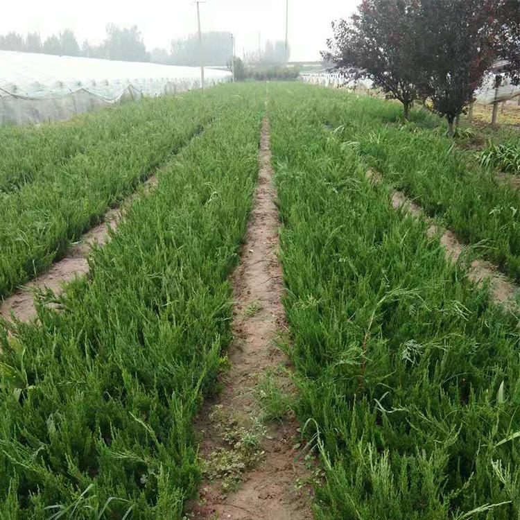 大量供应小龙柏 小龙柏价格 小龙柏批发 凯洋花卉