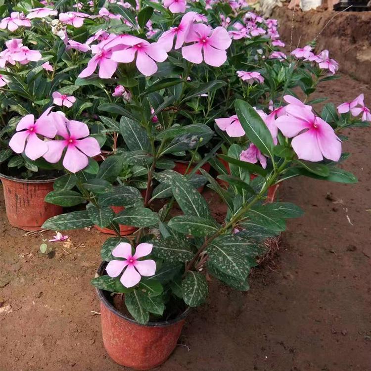 木本天天开种植基地 天天开批发商 供应商 凯洋花卉