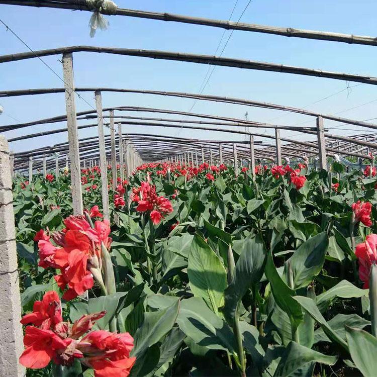 凯洋花卉大量供应美人蕉  美人蕉种植基地 美人蕉批发价格