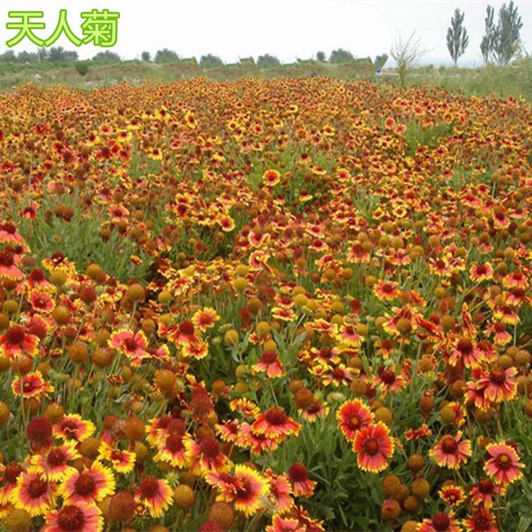 山东青州天人菊花海用苗 天人菊批发价格