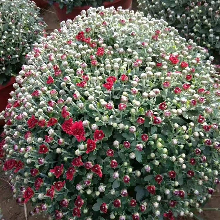 山东千头菊批发  国庆菊价格  千头菊价格