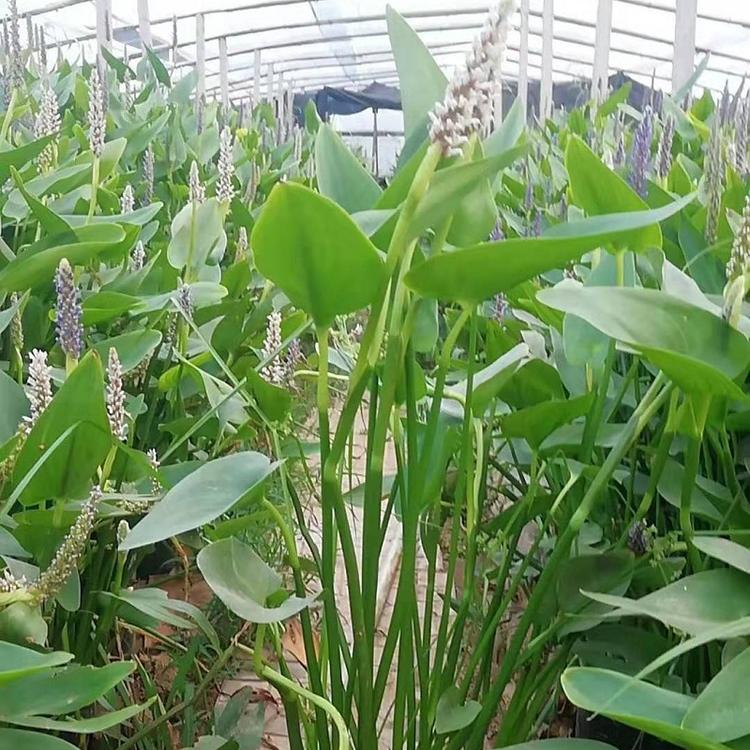 山东再力花批发  再力花价格  旱伞草批发