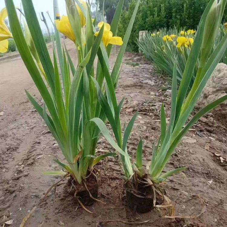 黄花鸢尾 德国鸢尾批发价格_种植基地 久顺花卉供应