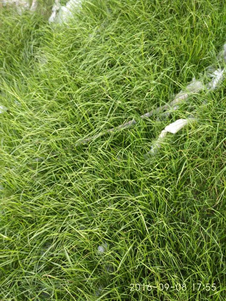 喷草机喷播机草种客土喷播绿化草种