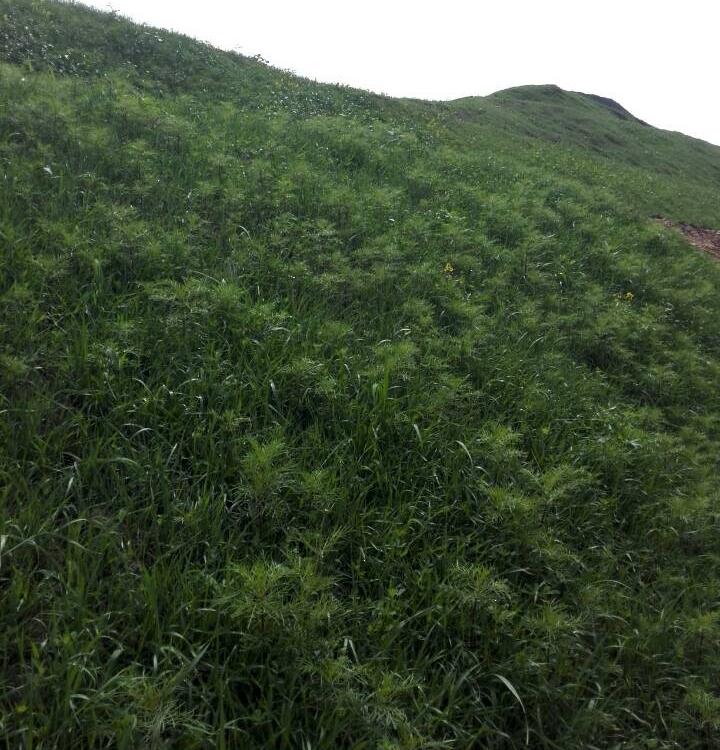 青山绿水边坡绿化ZKP-80170客土喷播机 青山绿水 矿山治理喷播机 2200r/min 供应 风电项目绿化