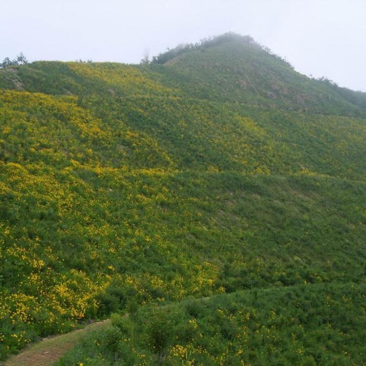青山绿水边坡绿化ZKP-80170客土喷播机 青山绿水 青山绿水喷播机 ZKP-80170 喷播施工 风电项目绿化
