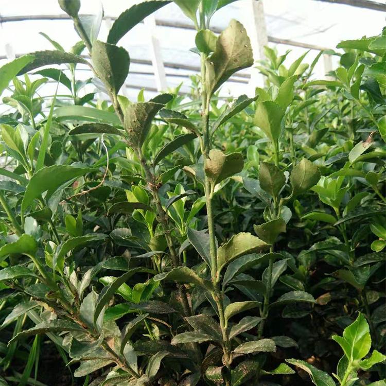 大量供应多分支冬青_多分支冬青种植基地_凯洋花卉