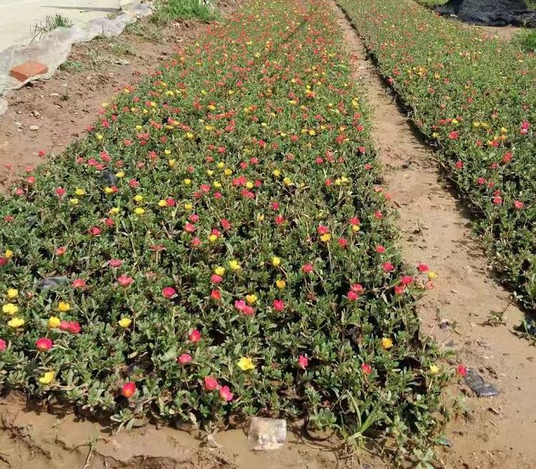 太阳花批发 太阳花种植 凯洋花卉大量供应太阳花