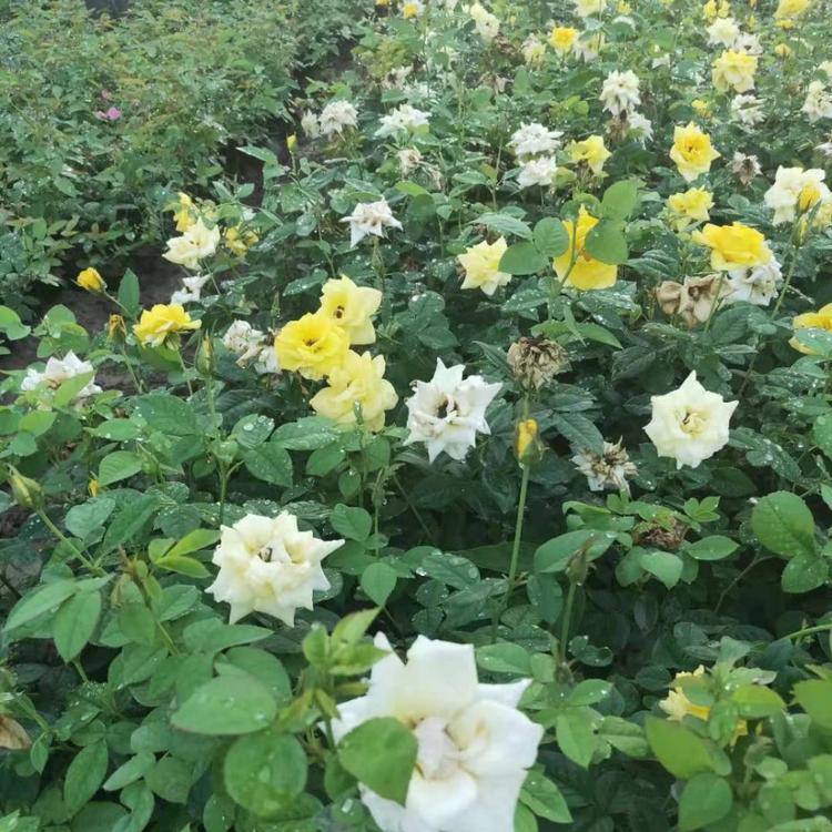 青州黄楼月季价格 大花月季批发 丰花月季基地