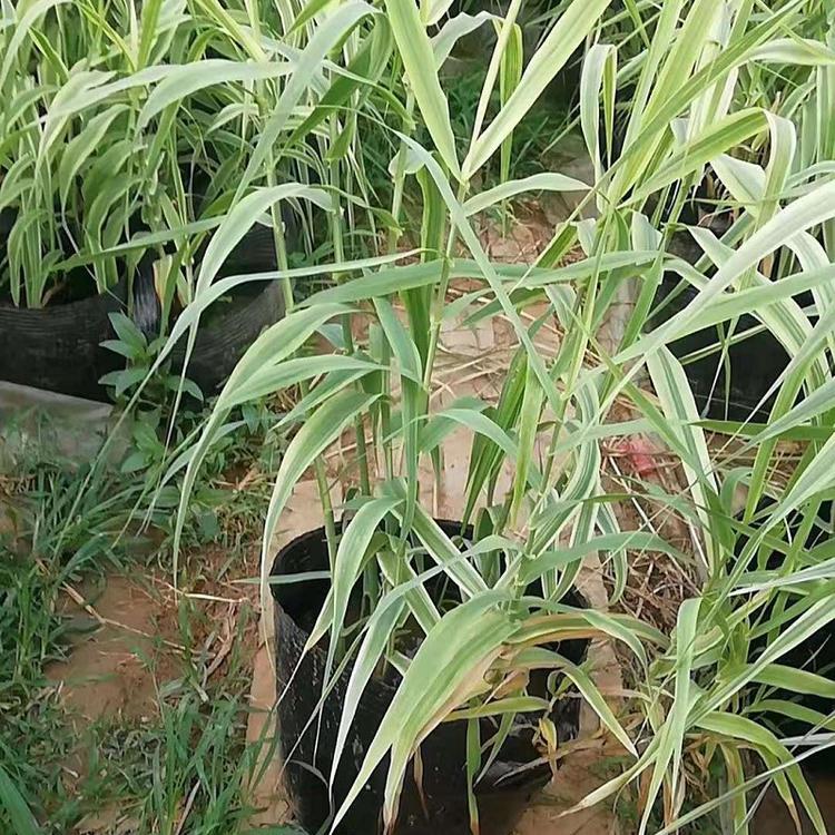 山东花叶芦竹批发  花叶芦竹价格  斑叶芒基地