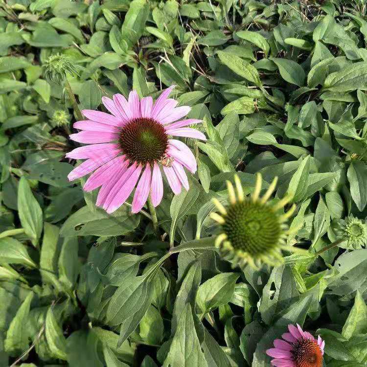 山东青州松果菊价格 批发商 基地直供 久顺花卉