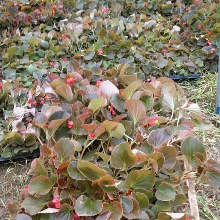 青州花卉基地 工程用海棠苗批发  海棠穴盘苗批发基地