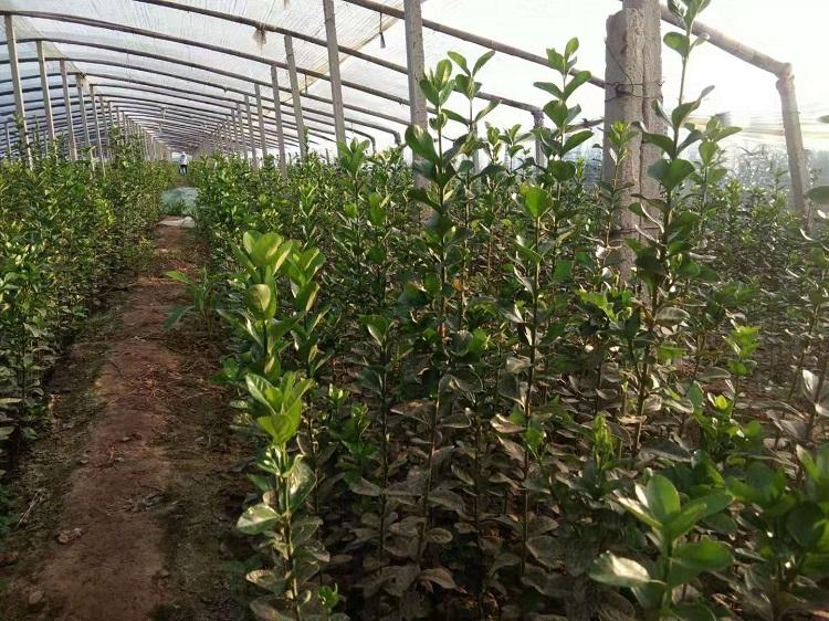 大量供应北海道黄杨 北海道黄杨种植基地_批发价格_青州凯洋花卉
