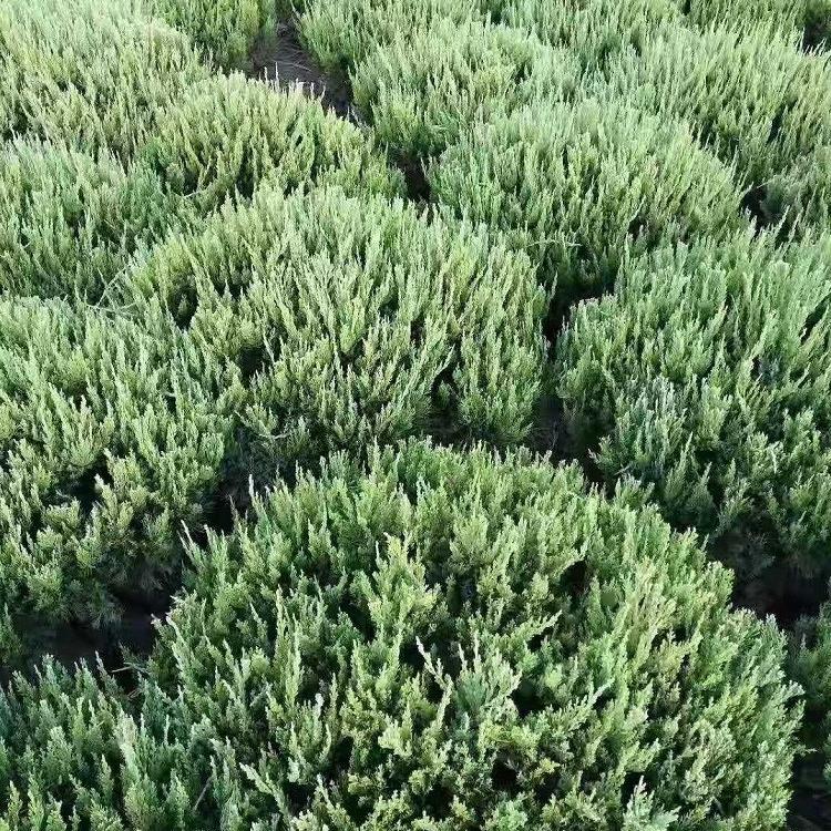龙柏球_龙柏球种植基地_龙柏球批发_凯洋花卉大量供应龙柏球