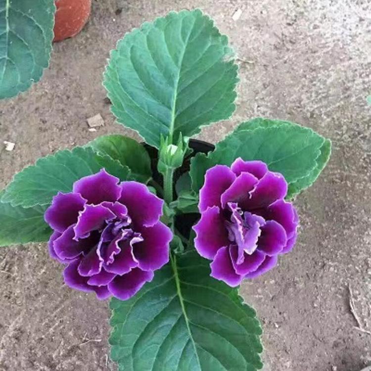 海派园艺常年供应长寿花种苗    长寿花不同品种  批发价格优惠