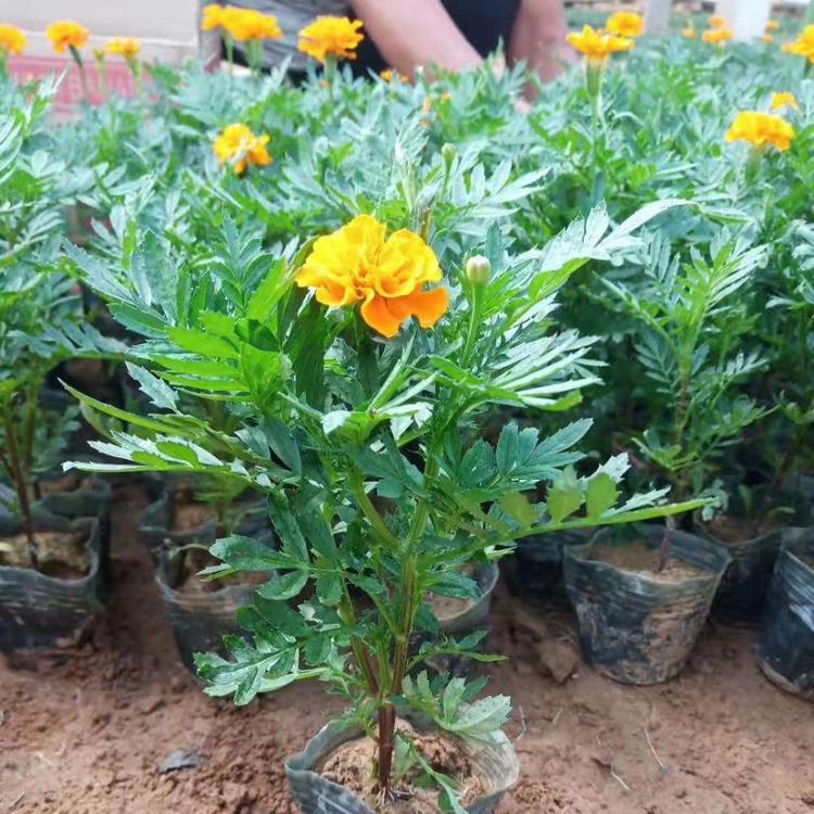 山东孔雀草价格  花海孔雀草批发 孔雀草基地批发