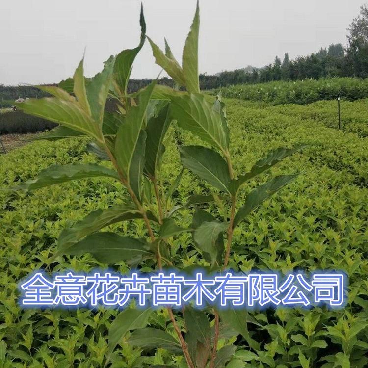 山东青州红王子锦带价格批发 工程苗木绿化价格 苗木基地