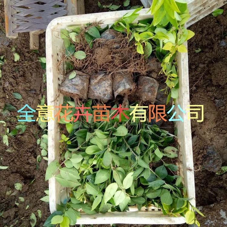 山东青州绿化工程苗木卫茅批发价格