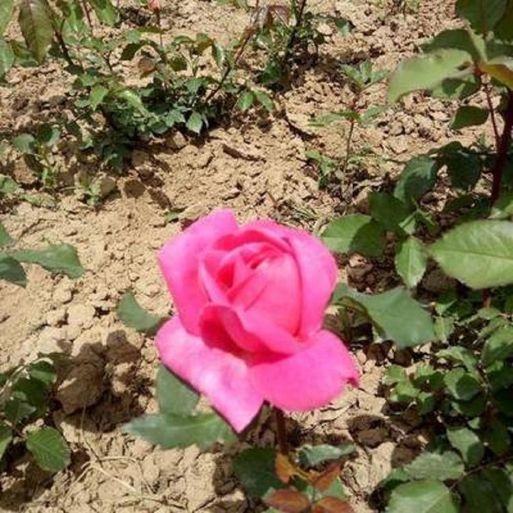 大花月季种植基地 大花月季批发 山东大花月季培育基地