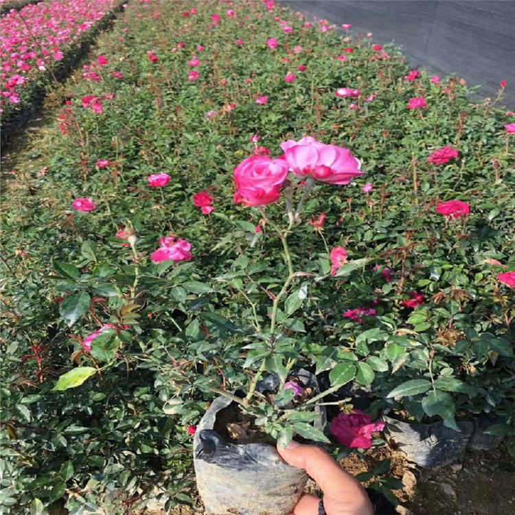 丰花月季报价 丰花月季种植基地 山东丰花月季 腾骏花卉