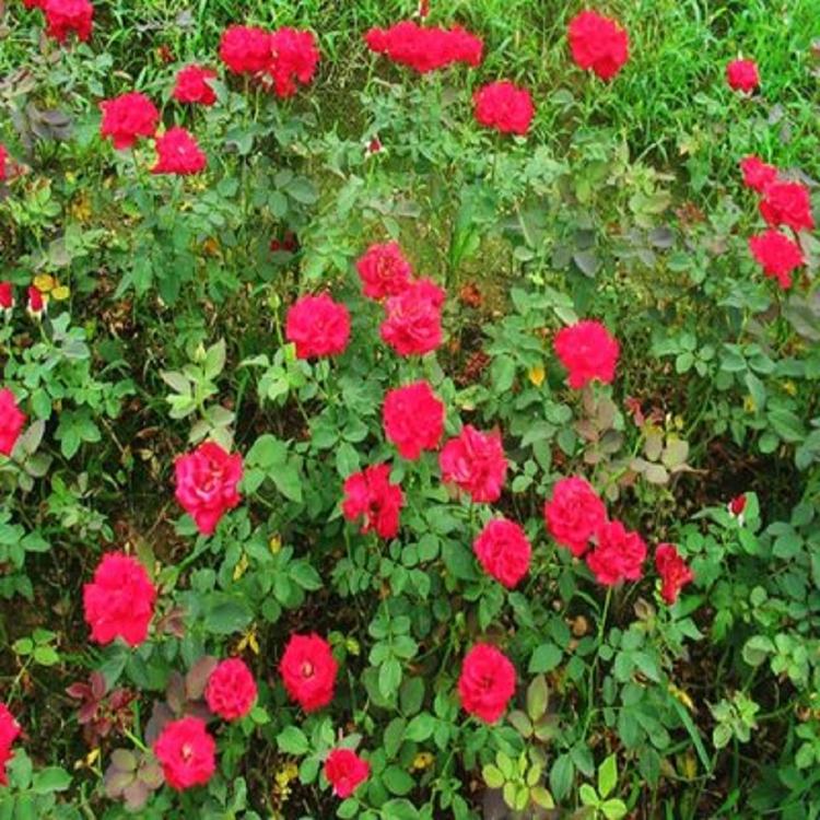 山东丰花月季种植 丰花月季培育 丰花月季大量批发 腾骏花卉