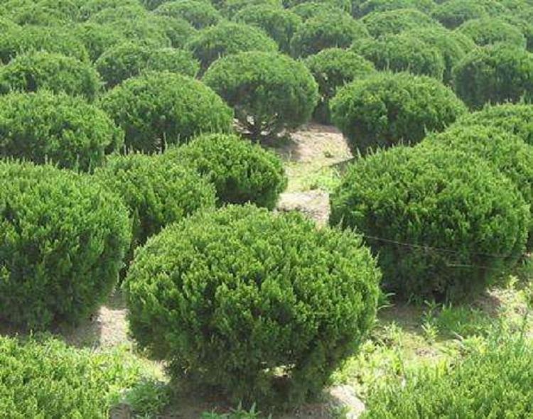 销售龙柏球_龙柏球种植基地 凯洋
