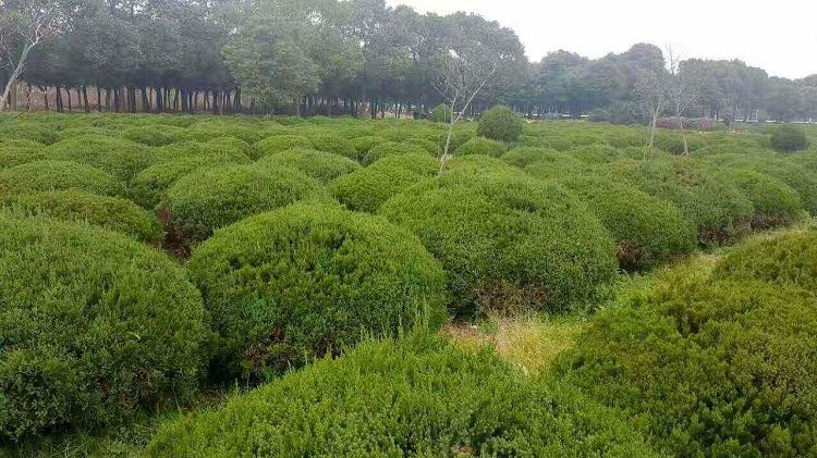 绿化苗木供应  龙柏球销售  龙柏球大量批发