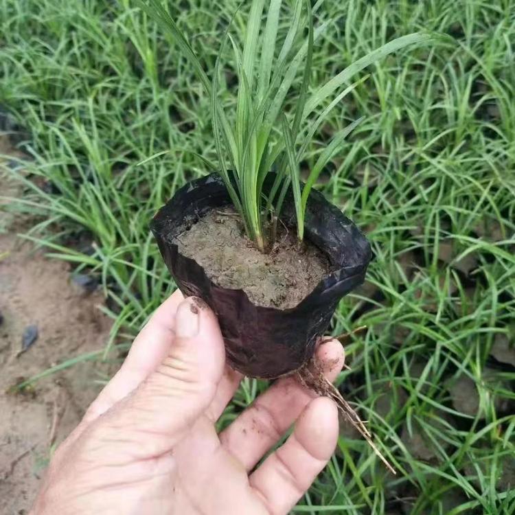 性价比高的麦冬草 金边麦冬批发价格 久顺花卉直销