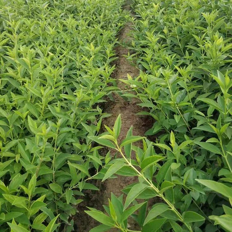 连翘批发价格 金边连翘种植基地 大量供应中