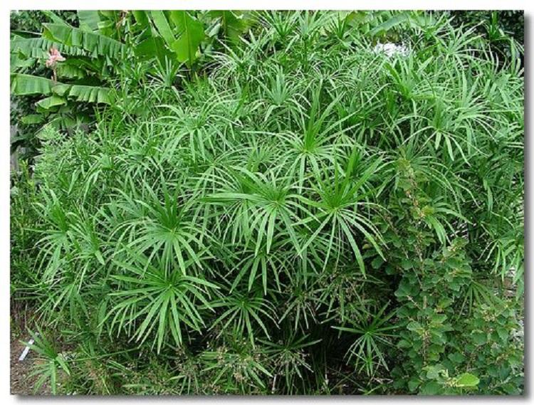 凯洋花卉销售风车草 风车草种植基地 风车草大量供应