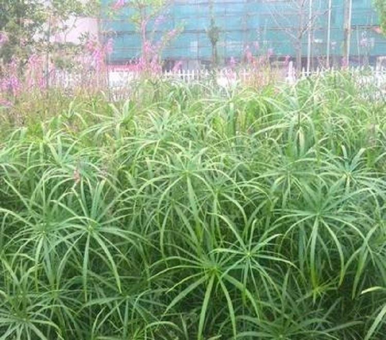供应风车草 伞草供应商 风车草_伞草大量供应