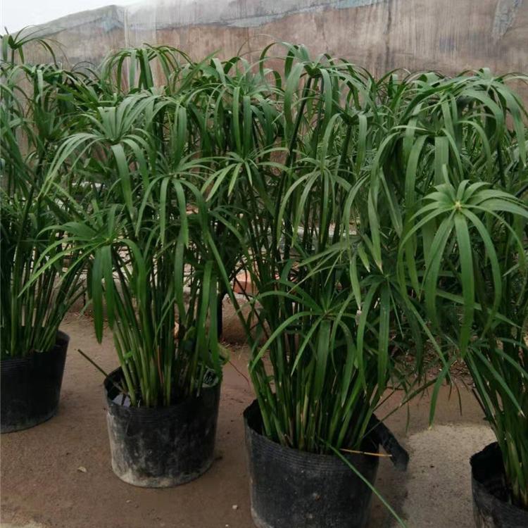 风车草批发  山东伞草批发商 凯洋花卉 风车草培育基地