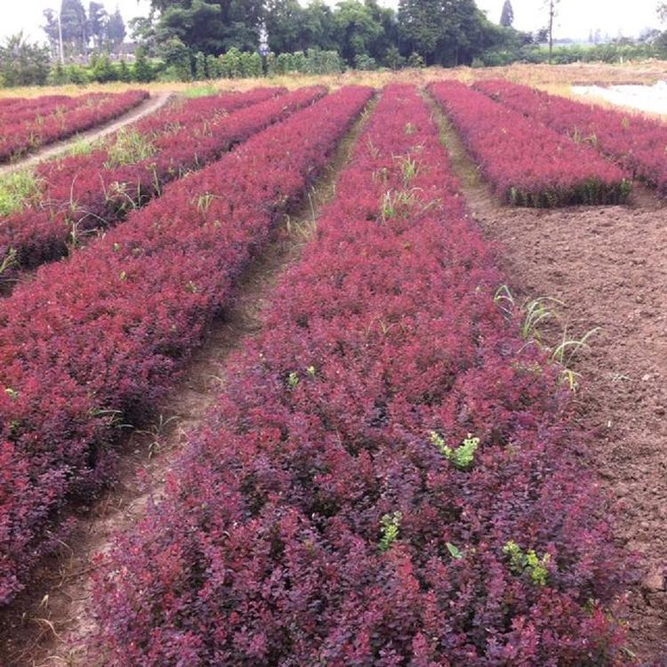山东紫叶小檗找腾骏花卉 价格优惠 质量保证