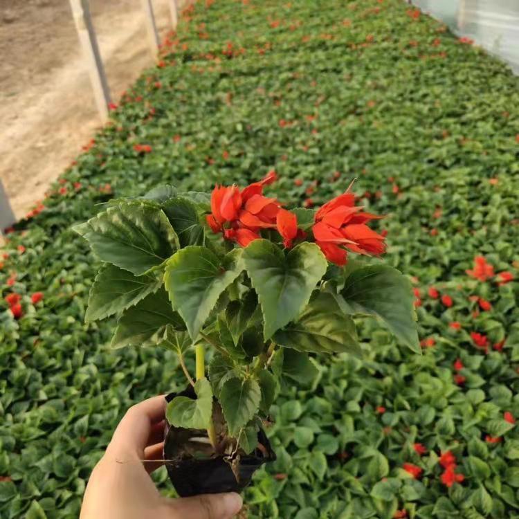山东一串红供应基地 青州一串红批发价格 久顺花卉