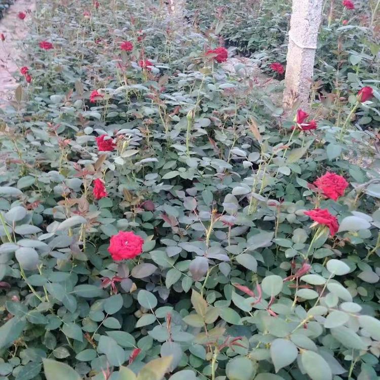 月季_卡罗拉大月季批发价格 基地直销 久顺花卉