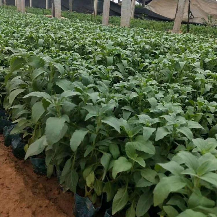 凯洋花卉大量批发鼠尾草_鼠尾草种植基地_鼠尾草批发价格