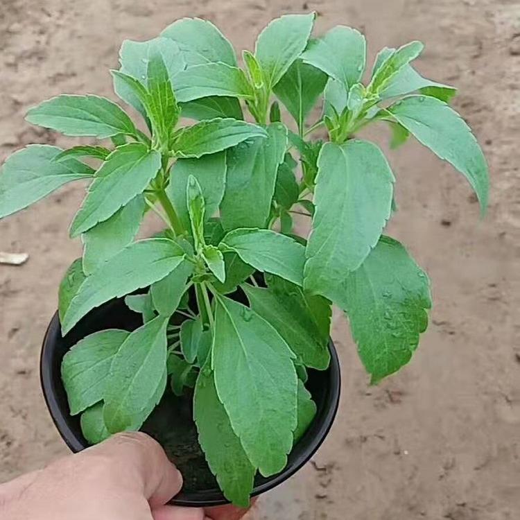 山东鼠尾草批发商_凯洋花卉,鼠尾草种植鼠尾草供应