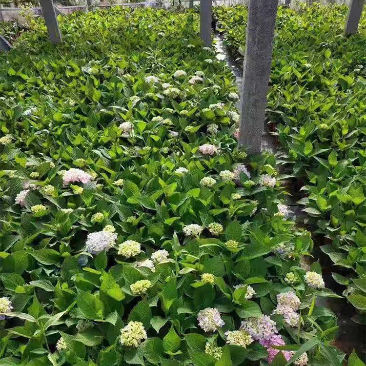 绣球花种植基地 木绣球种植基地 选凯洋花卉