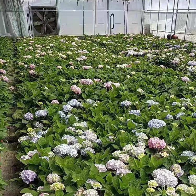 大量供应绣球花  八仙花批发商 山东绣球花供应_凯洋花卉