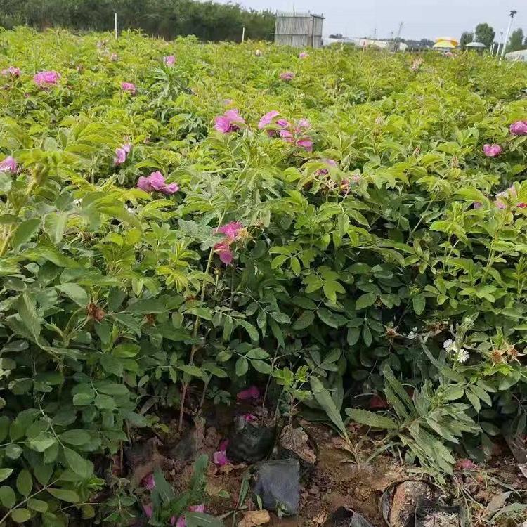 基地供应玫瑰   玫瑰种植基地 玫瑰批发商——凯洋