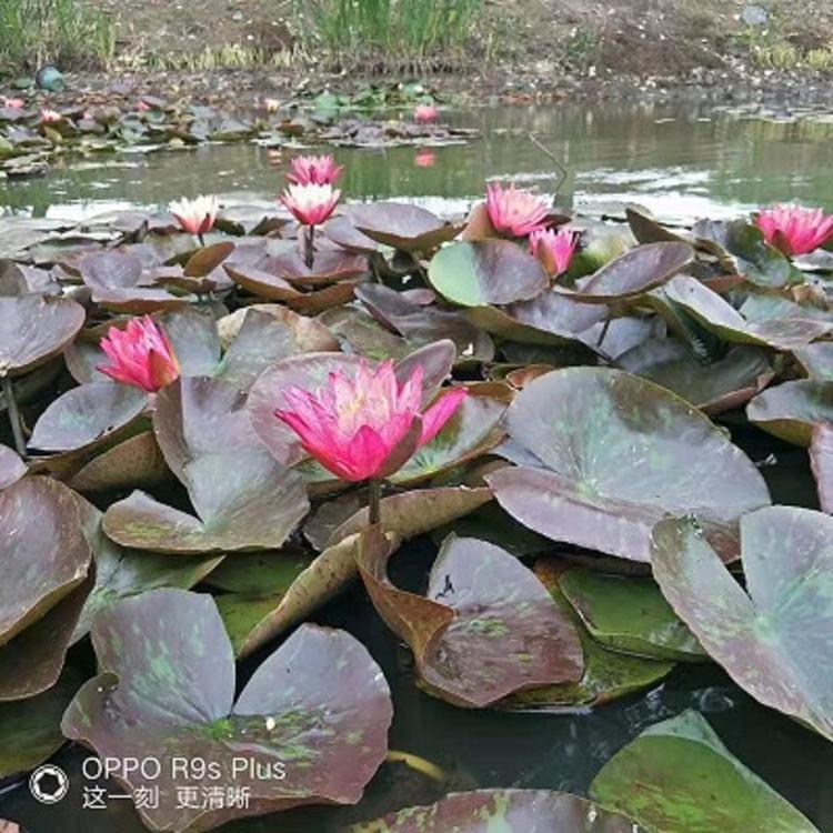 大量供应睡莲  热带睡莲批发商  海派园艺大量有货  欢迎订购