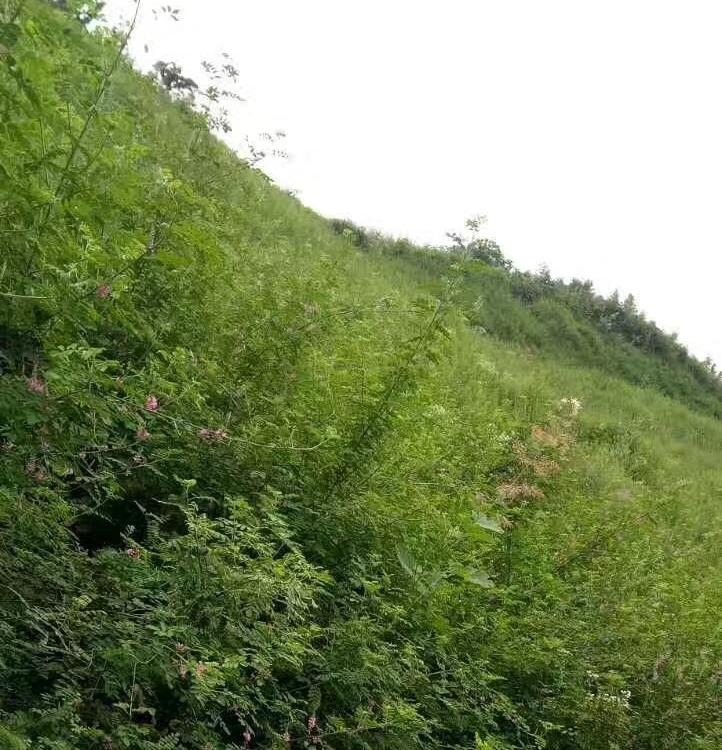 青山绿水边坡绿化ZKP-80170客土喷播机 青山绿水 小型喷播机 130KW 喷播施工 矿山植被恢复