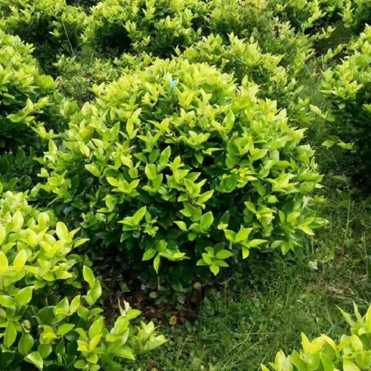 女贞球种植基地_大量女贞球_女贞球批发价格