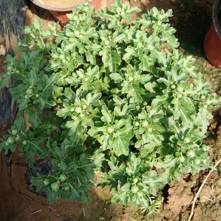 大量供应国庆菊 _国庆菊种植基地 凯洋花卉批发国庆菊
