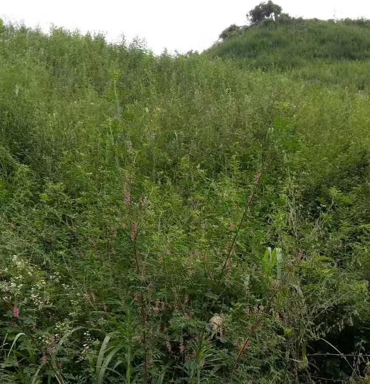 青山绿水边坡绿化ZKP-80170客土喷播机 青山绿水 小型喷播机 涡轮增压中冷柴油机 供应 垃圾场掩埋绿化